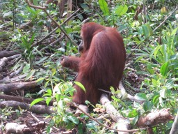 Orangutans and Others