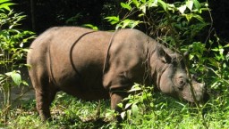 Sumatra’s Rarest Animals