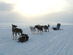 Dog Sledging Svalbard Style