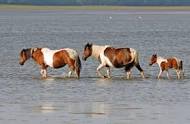 Chincoteague ponies wading