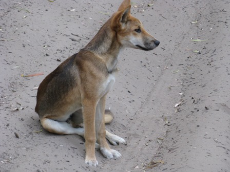 Dingo pup near Kingfisher Resort