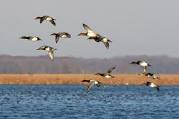 Ducks in flight over Chesapeake Bay