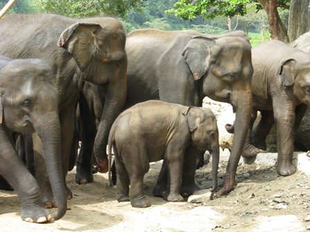 Pinnawalla Elephant Orphanage.