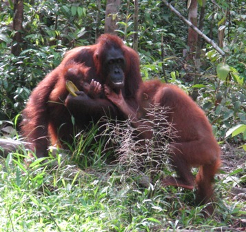 Orangutan family group.