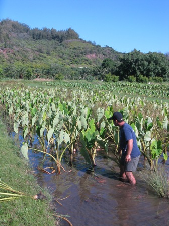 Waipa Foundation taro farm. 