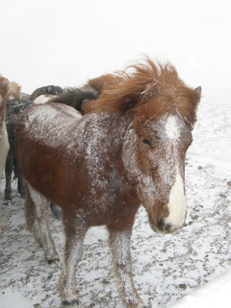 Icelandic horse enjoying the weather.