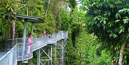 Mamu Rainforest Canopy walkway.