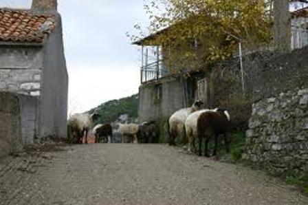 Andritsena street with sheep and goats.