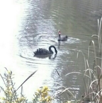 Two swans a swimming in Lake Dayelsford
