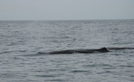 Two Sperm whales off Kaikoura