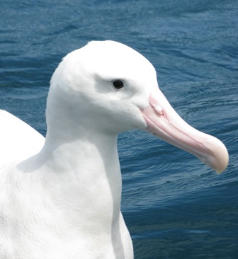 Wandering albatross up close