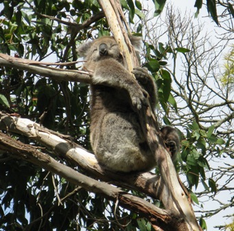Koala at Tower Hill Victoria
