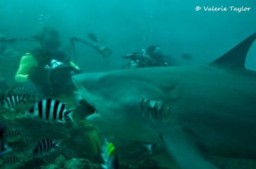 Swimming with Sharks in Fiji